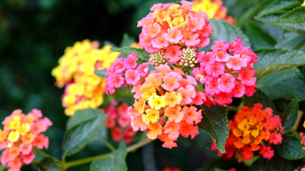 Lantana acuelata L — Lantana (housedigest.com)