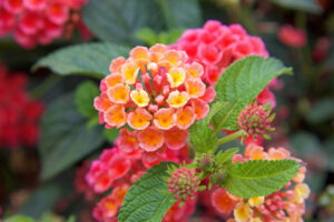 Lantana acuelata L — Lantana (masterclass.com)
