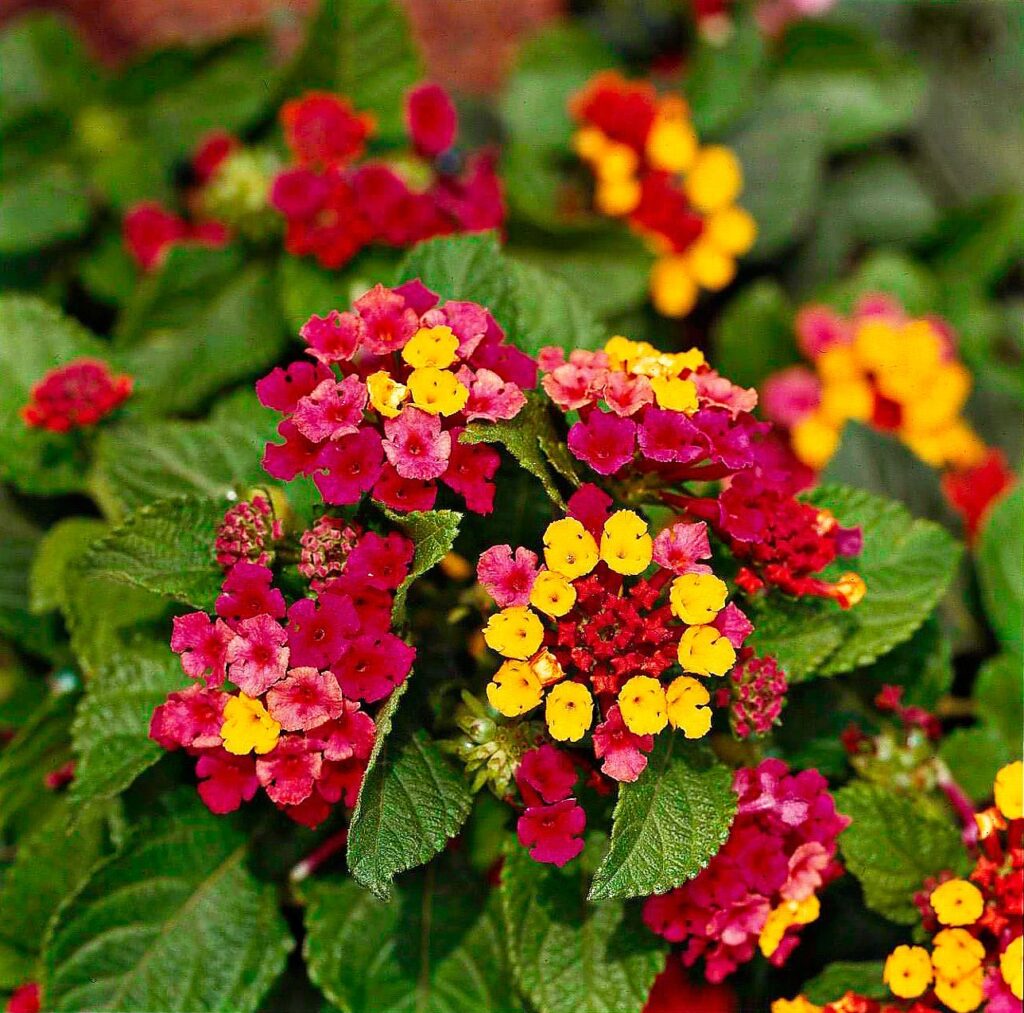 Lantana acuelata L — Lantana (pinterest.ca)