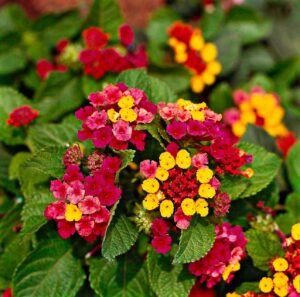 Lantana acuelata L — Lantana (pinterest.ca)