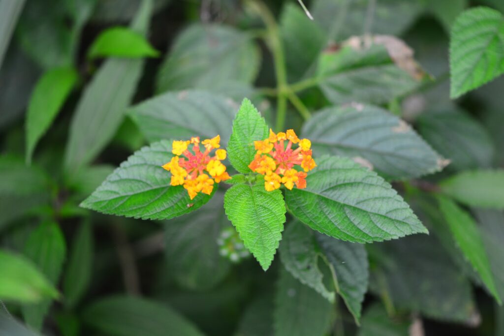Lantana acuelata L — Lantana (planterandforester.com)
