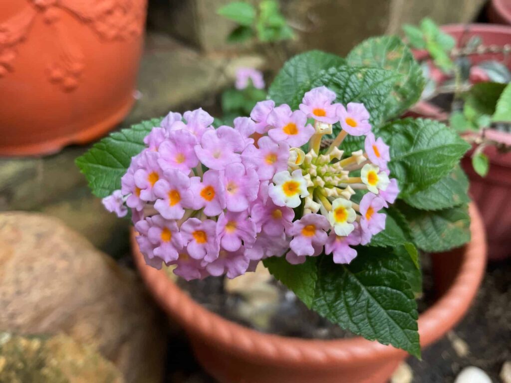 Lantana acuelata L — Lantana (python.keystoneuniformcap.com)