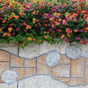 Lantana acuelata L — Lantana (simplytrees.store)