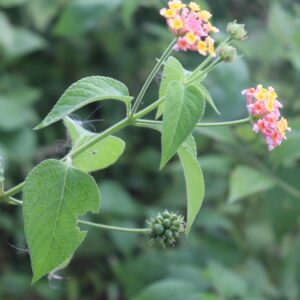 Lantana acuelata L — Lantana (sites.google.com)