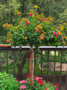 Lantana acuelata L — Lantana (treestodaynursery.com)