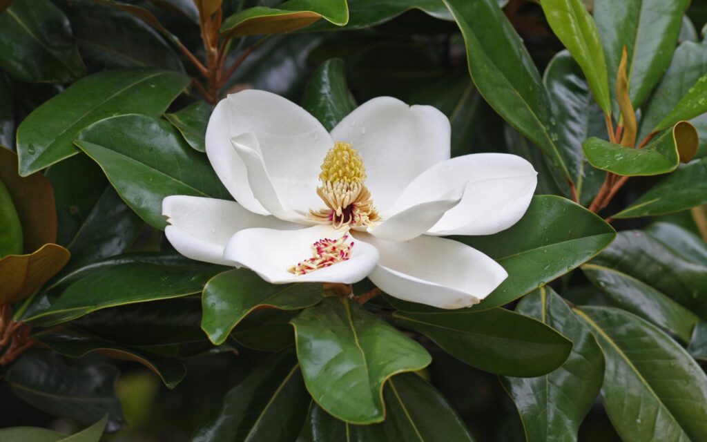 Magnolia grandiflora — Magnolia