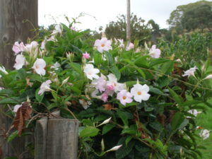Mandevilla sp. — Mandevilla