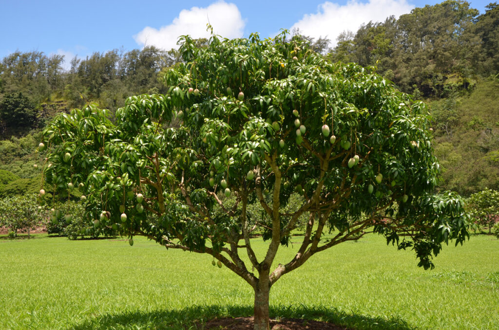 Mangifera indica — Pohon Mangga