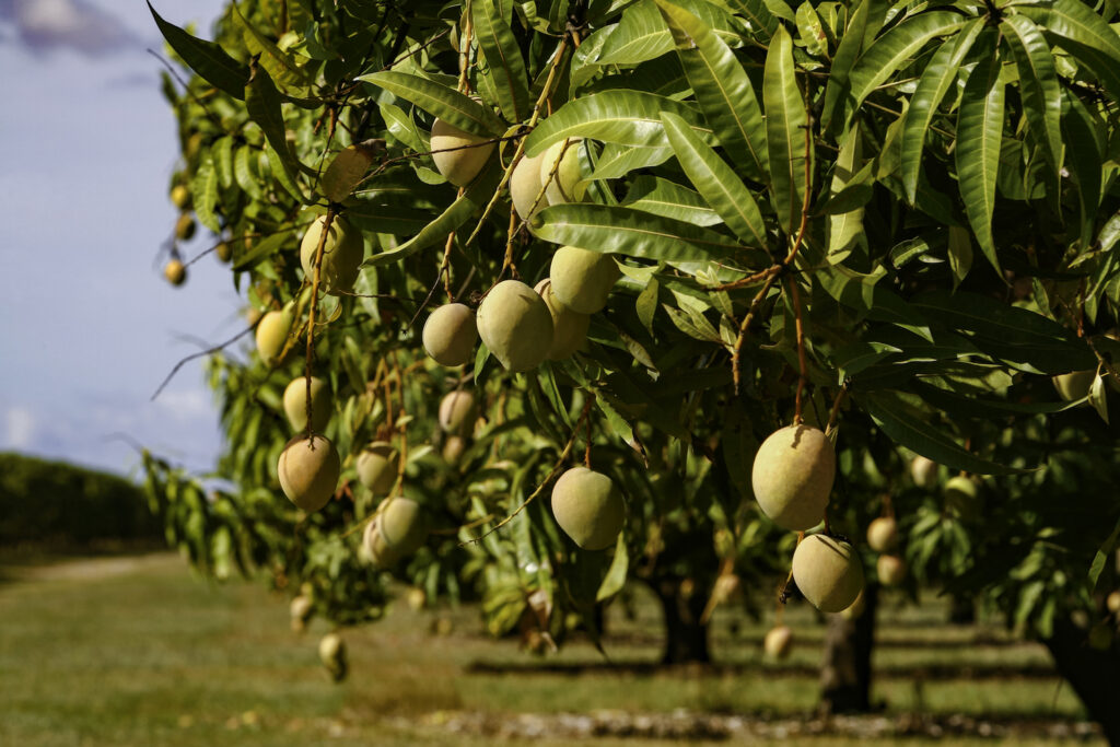 Mangifera indica — Pohon Mangga (bhg.com.au) Mangifera indica — Pohon Mangga (bhg.com.au)