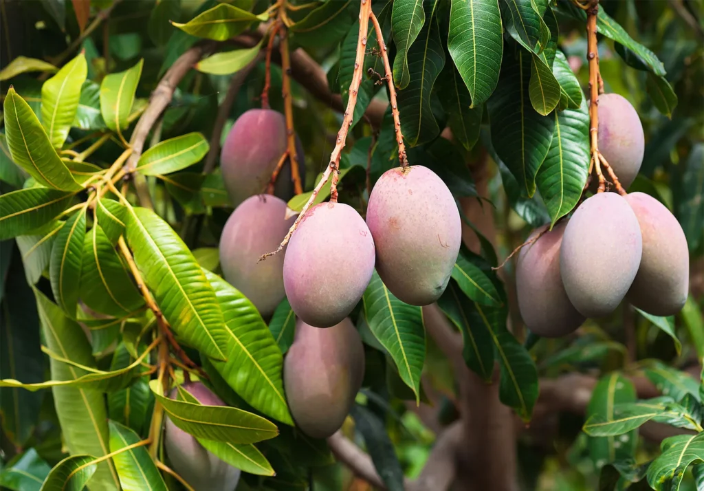 Mangifera indica — Pohon Mangga (britannica) Mangifera indica — Pohon Mangga (britannica)