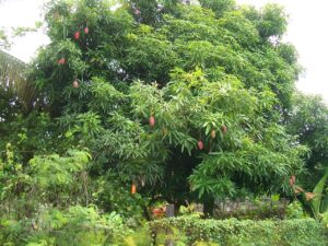 Mangifera indica — Pohon Mangga (palmvrienden.net)