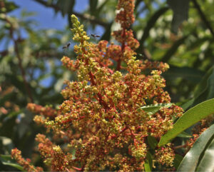 Mangifera indica — Pohon Mangga (phytoimages.siu.edu)