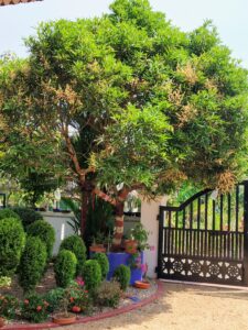 Mangifera indica — Pohon Mangga (pinterest)