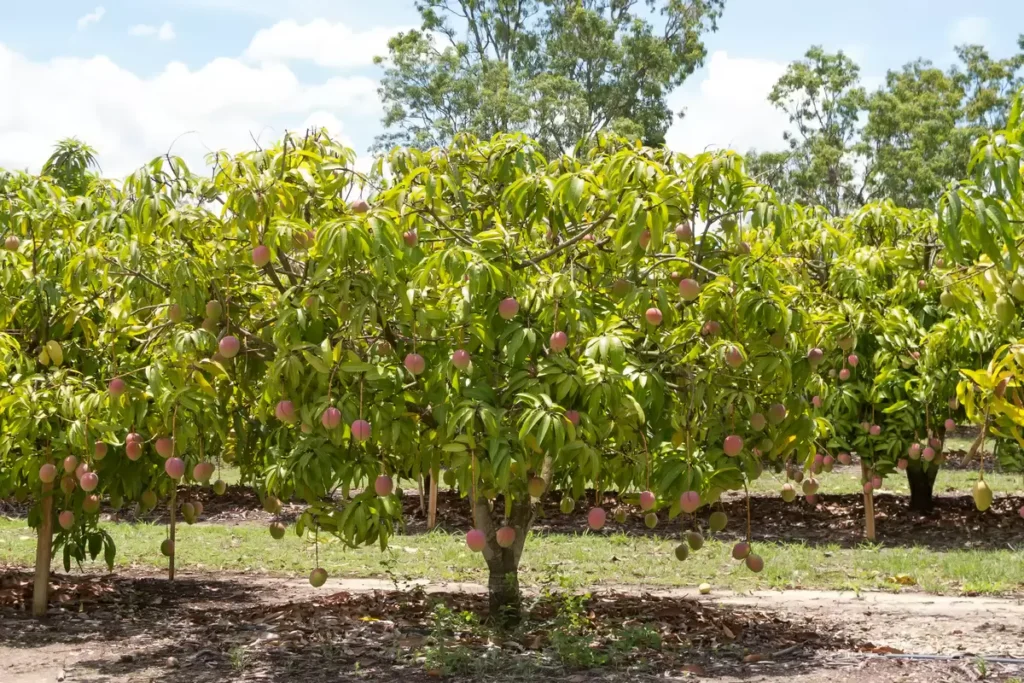 Mangifera indica — Pohon Mangga (portalvidalivre.com) Mangifera indica — Pohon Mangga (portalvidalivre.com)