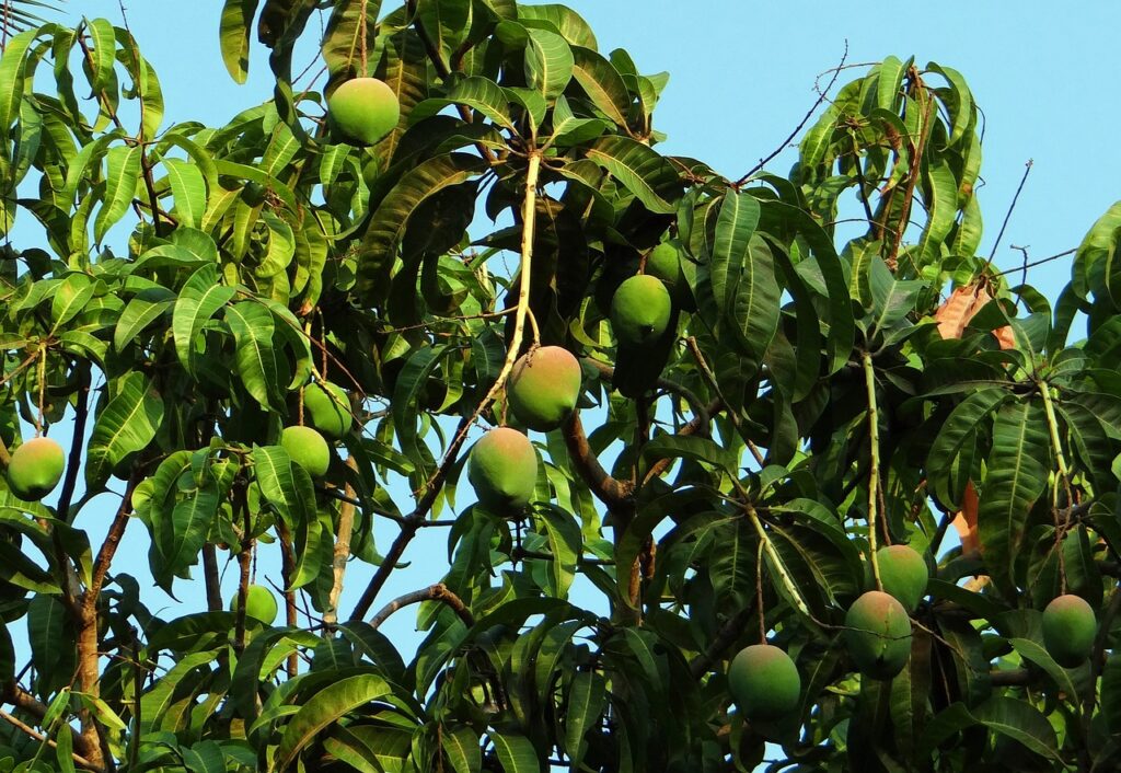 Mangifera indica — Pohon Mangga (sarangib via pixabay) Mangifera indica — Pohon Mangga (sarangib via pixabay)