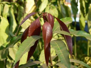 Mangifera indica — Pohon Mangga (sites.google.com)