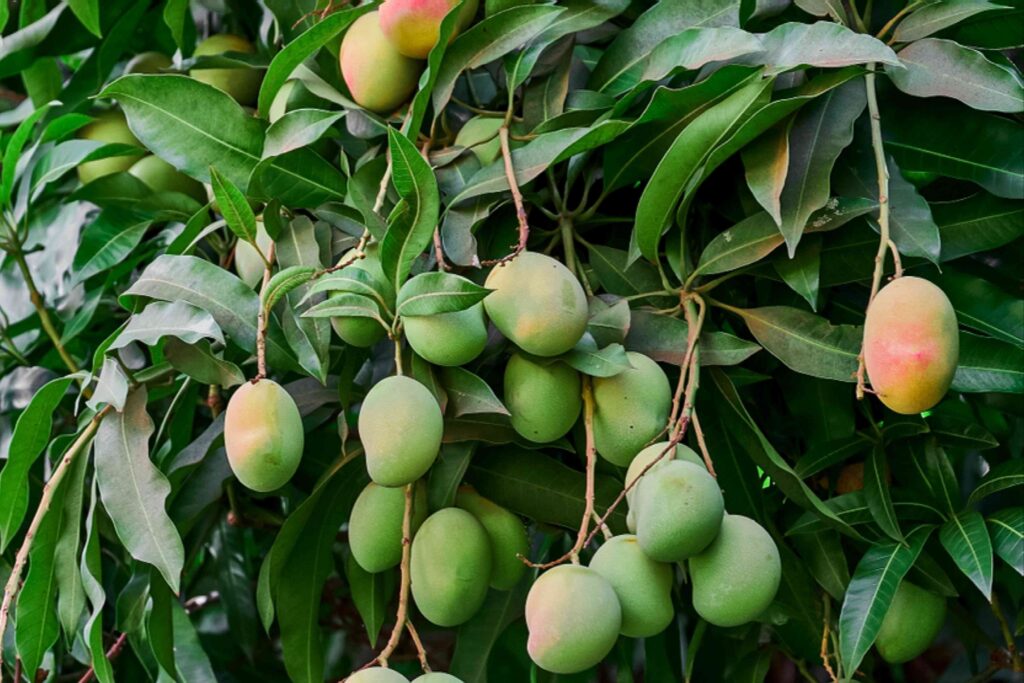 Mangifera indica — Pohon Mangga (thespruce.com) Mangifera indica — Pohon Mangga (thespruce.com)