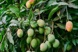 Mangifera indica — Pohon Mangga (thespruce.com)