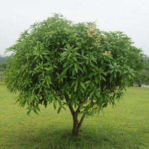 Mangifera indica — Pohon Mangga (tropicalplantae.com)