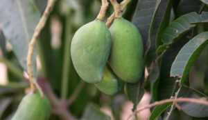 Mangifera indica — Pohon Mangga (vivaiprandini.com)