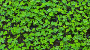 Marsilea sp. — Semanggi Air