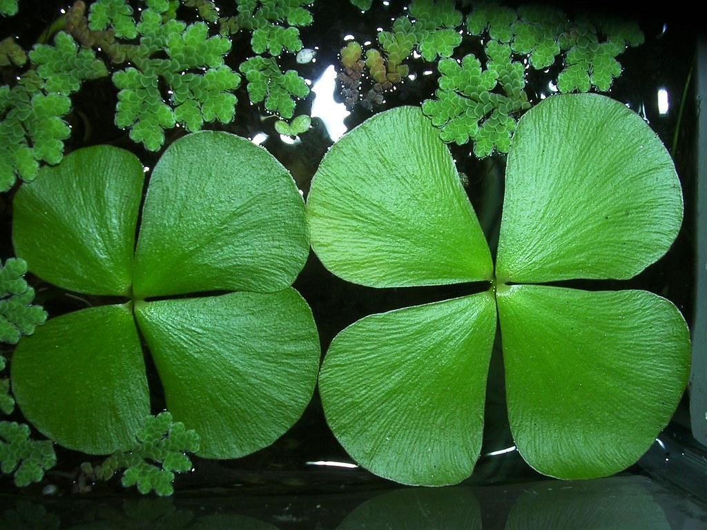 Marsilea spp. — Semanggi Air (Ruisoares65 via flickr)