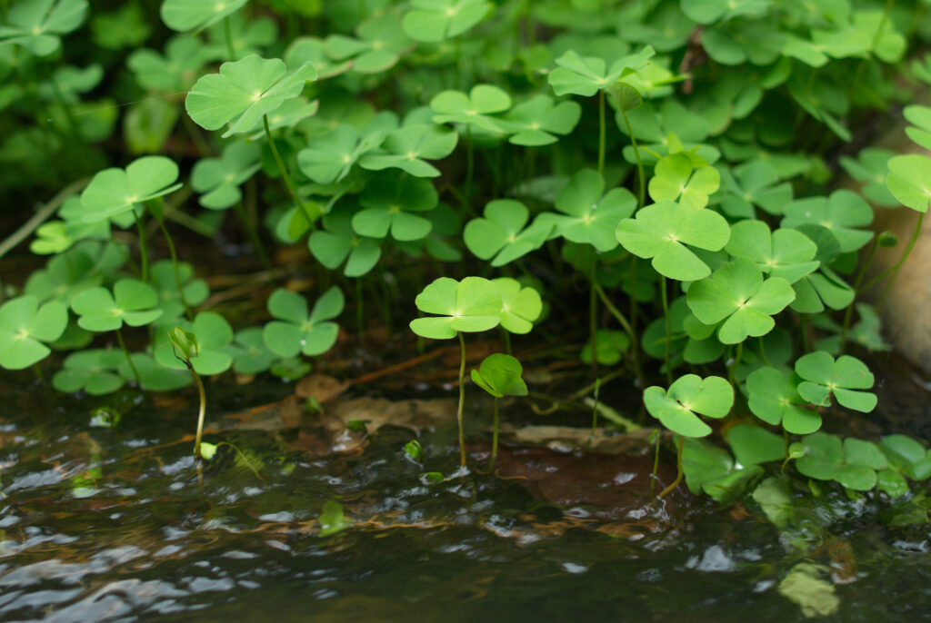 Marsilea spp. — Semanggi Air (alchertron.com)