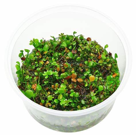 Marsilea spp. — Semanggi Air (aquasabi.com)