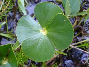 Marsilea spp. — Semanggi Air (dragonfly environmental via flickr)