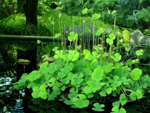 Marsilea spp. — Semanggi Air (ebay.com)