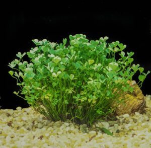 Marsilea spp. — Semanggi Air (floridaaquatic.com)
