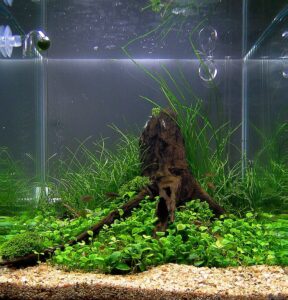 Marsilea spp. — Semanggi Air (flowgrow.de)