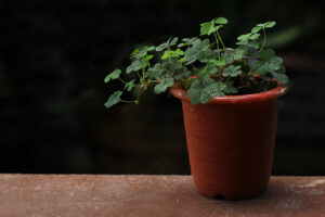 Marsilea spp. — Semanggi Air (istockphoto.com)