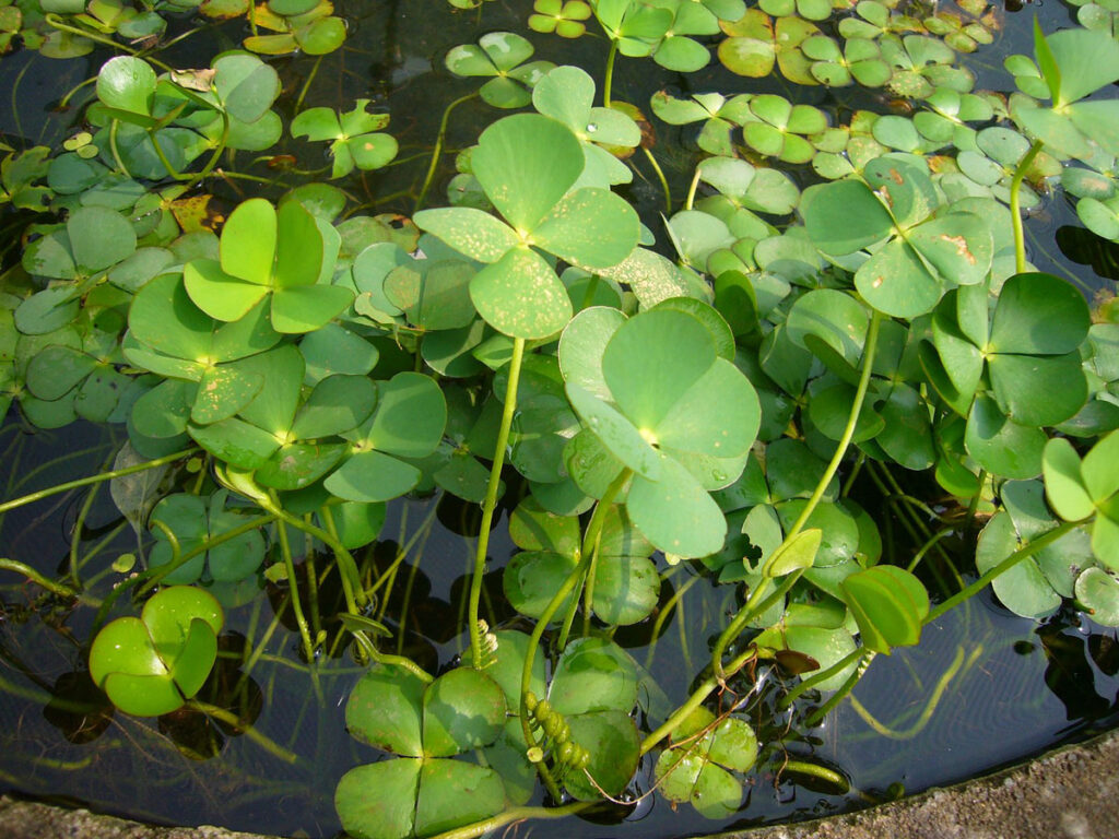 Marsilea spp. — Semanggi Air (phytoimages.siu.edu)