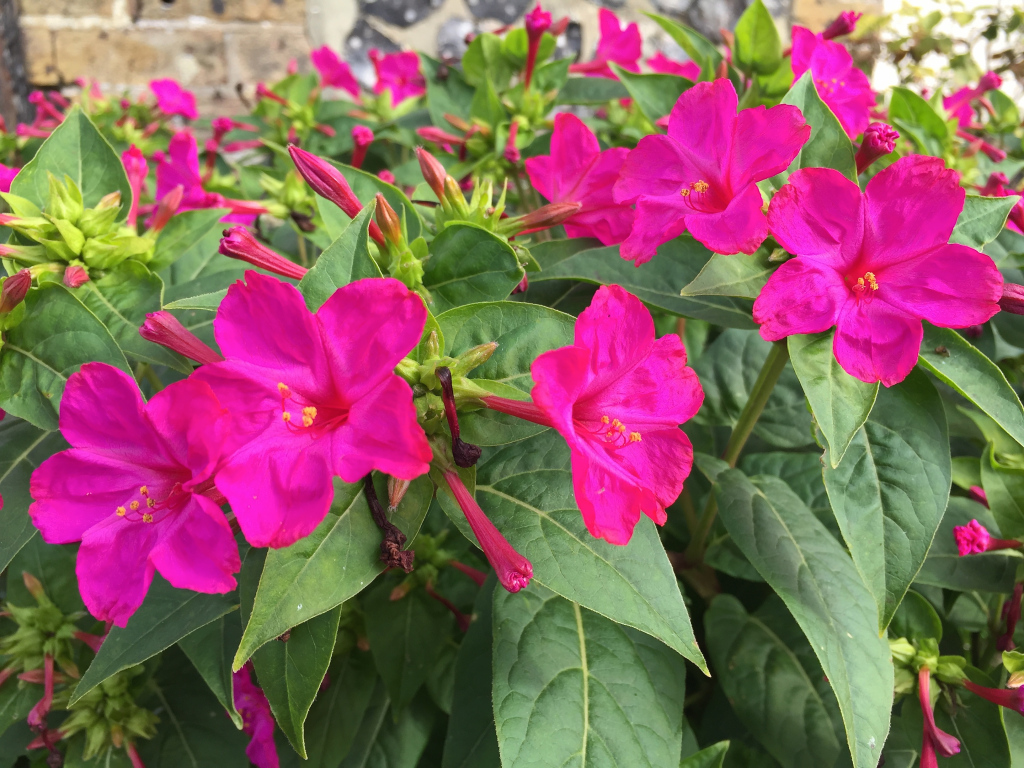 Mirabilis jalapa — Bunga Pukul Empat