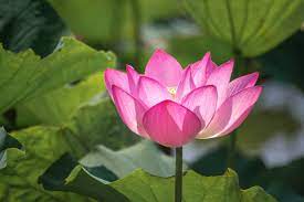 Nelumbo nucifera — Seroja