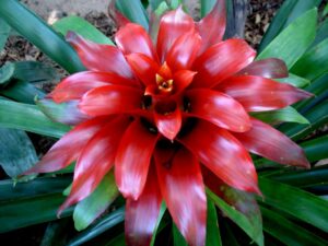Neoregelia sp. — Bromelia Merah
