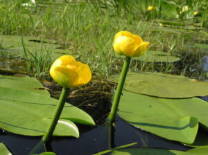 Nuphar lutea — Teratai Kuning