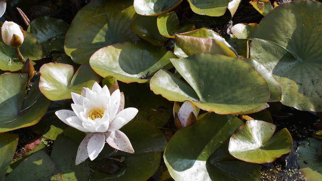 Nymphaea-sp.-—-Teratai-Dauvit-Alexander-via-Flickr