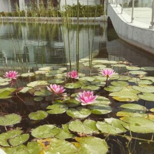 Nymphaea sp. — Teratai (Fatma via pinterest.com)