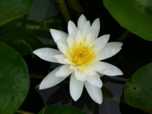 Nymphaea sp. — Teratai (artisanaquatics.co.uk)