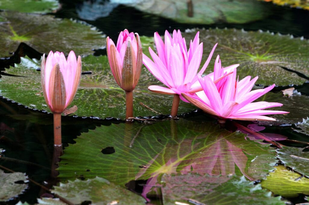 Nymphaea sp. — Teratai (etsy.com)