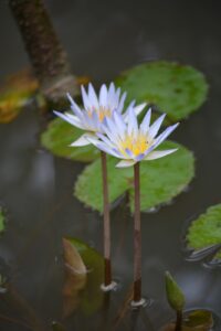 Nymphaea sp. — Teratai ( planterandforester.com )