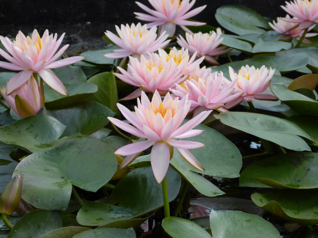 Nymphaea sp. — Teratai (plantsandgarden.co.uk)