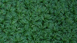 Ophiopogon japonicus — Kucai Mini (thespruce.com)