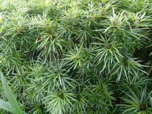 Osmoxylon lineare — Aralea