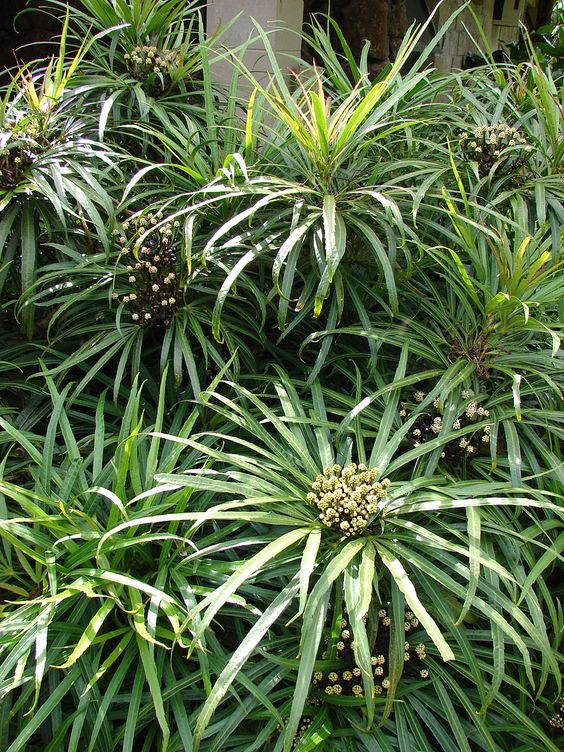 Osmoxylon lineare — Aralea (commons.m.wikimedia.org)