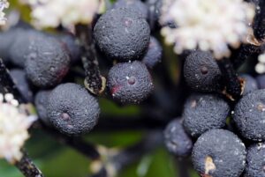 Osmoxylon lineare — Aralea (cornell university)