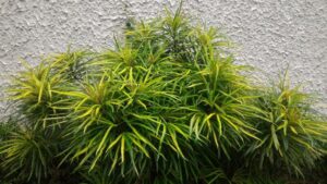 Osmoxylon lineare — Aralea (garden.org)