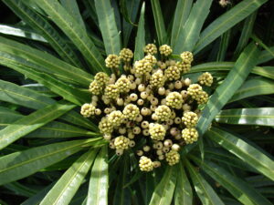 Osmoxylon lineare — Aralea (indefenseofplants.com)